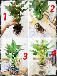 Anthurium In Water Container Water Gardens Water Garden Plants Plants