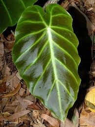 Image result for Remusatia