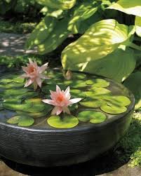 Beautiful water plants with a lot of tiny blossom flowers, green long grass in the background, water surface. Nice Little Container Water Lily For People Who Have A Tiny Garden Container Water Gardens Water Garden Ponds Backyard