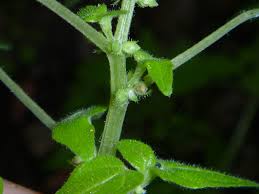 Image result for Parietaria debilis