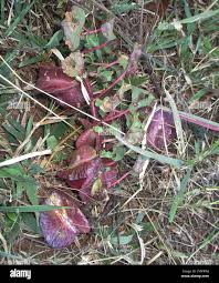 Image result for Holubia saccata