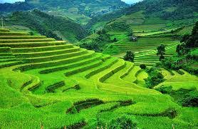 The best choice of plants to prevent soil erosion are herbs, wild flowers and small trees. Prevention Of Soil Erosion Different Techniques With Explanations