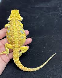 Bearded Dragon Tank Setup 101: How To Create The Best Home For Your Ne –  Dragon'S Diet
