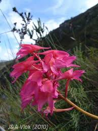 Image result for Disa fragrans