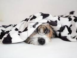 Siggi und beate sind ein pärchen, das sich eine wohnung teilt. Hund Unter Einer Decke Liegen Auf Dem Bett Fototapete Fototapeten Jack Russell Hunde Terrier Myloview De