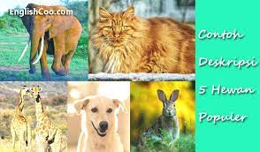 The goal of the descriptive text is transferring the experience of the writers. Contoh Descriptive Text Tentang Hewan Kucing Anjing Kelinci Jerapah Gajah