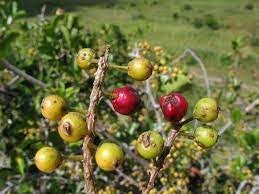 Image result for Embelia