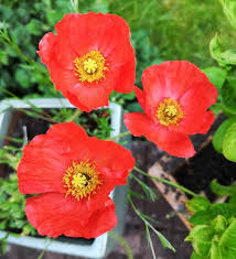 Somniferum and are often sold as breadseed poppies. Growing Poppies In Pots From Seed A Planting Guide Gardening Tips
