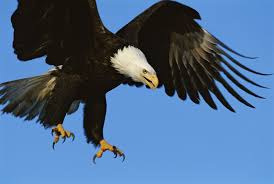 Eagles imposters on social media. Let S Not Force Eagles To Fight Rogue Drones