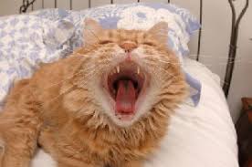 There is a fairly large range in dose and dose intervals in. Pain Relief For Cats Lovetoknow