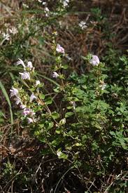 Image result for Clinopodium