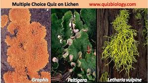But it is most common in women older than age 50. Multiple Choice Quiz On Lichens