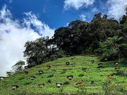 Hotel murah budget cameron highland. 11 Best Strawberry Farms In Cameron Highlands Breakdown Guide 2021