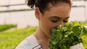 Health benefits and ways to use lemon balm