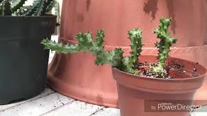 Maybe you would like to learn more about one of these? Edithcolea Grandis Persian Carpet Flower Update Cultural Info Youtube