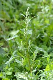 Image result for Chenopodium