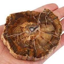 How Much Is Petrified Wood Worth Plus What Affects Value Wood Stone Petrified Wood Stone Candle Holder