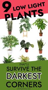 9 Most Gorgeous Low Light Plants For Indoors In 2020 Growing Plants Indoors Low Light House Plants Indoor Plants Low Light