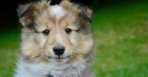 Here you will get female pitbull names and their meanings which are helpful for your pet. Dog Names Meaning Protector Female