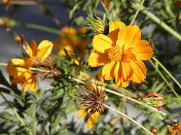 Image result for Cosmos sulphureus