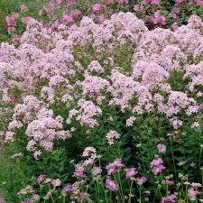 Image result for Landolphia camptoloba