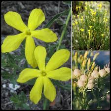 Image result for Menodora