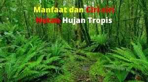 9 Manfaat Dan Ciri Ciri Hutan Hujan Tropis Sikalem