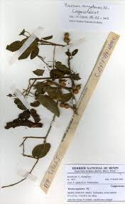 Image result for Maerua angolensis