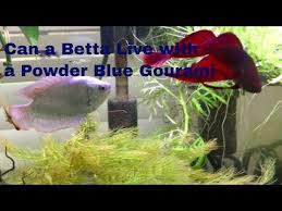Bettas, Gouramis & Paradise Fish – Naturalworldpets