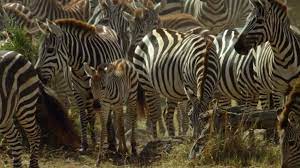 zebralar ve yavru zebra gergedanlar hayvanlar hayvan