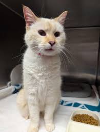 Lost neutered male cat in Coweta County