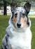 Smooth Collies - Romanycollies