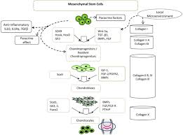 This supplier has not provided a company introduction yet. Mesenchymal Stem Cells For Cartilage Repair In Osteoarthritis Springerlink