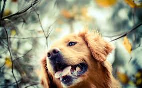 Cute golden retriever dog illustration. 30 Hd Golden Retriever Dog Wallpapers
