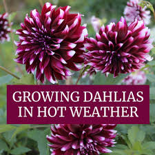 These flowering plants thrive in the summer heat. Growing Dahlias In Hot Weather Longfield Gardens