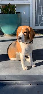 White boxer male wandering Shaw Street