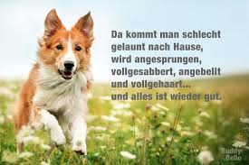 Buddy Bello Alles Uber Hunde Hundespruche Lustige Hund Bilder Zitate Tiere