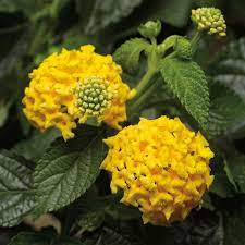 Lantana Bandana Yellow Lantana Yellow Lantana Lantana Making Plant Pots