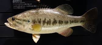 Le second des 10 animaux les plus grands du monde habite aussi l'océan, il s'appelle le rorqual commun ou balaenoptera physalus. Achigan A Grande Bouche Wikipedia