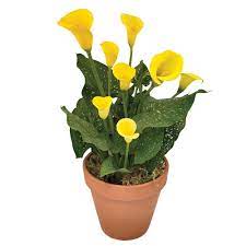Calla Lily Sunshine Calla Lily Bulbs Calla Lily Zantedeschia