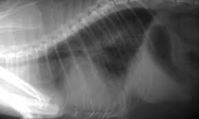 Saddle thrombus is a condition where your cat has a blood clot that travels from the heart. Feline Aortic Thromboembolism Clinician S Brief