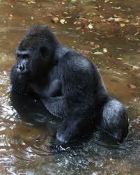 Pin By Greg Kleckner On Gorillas Gorilla Silverback Gorilla Mountain Gorilla