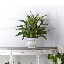 Maybe you would like to learn more about one of these? Sympathy And Funeral Flowers Delivery Tulsa Flowergirls