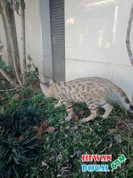 Harga anak kucing dapat bervariasi dari £ 300 jual kucing bengal cimahi berikut update info kucing bengal yang ready to adopt lepas adopsi kucing bengal pure non ped. Dijual Kucing Bengal Murah Terpercaya Hewandijual Com