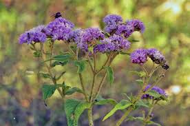 Image result for Bothriocline longipes