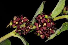 Image result for Cynanchum orangeanum