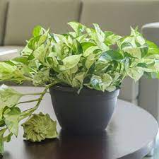 Pothos Five Hot Houseplants Costa Farms Plants Hanging Plants Pothos Plant