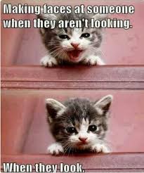 Cool and funny animal pictures! Cute Animal With Quotes Gallery Quotesgram