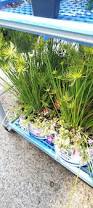 Image result for Cyperus tenuiculmis