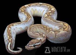 Bamboo Calico Cute Snake Ball Python Reptiles